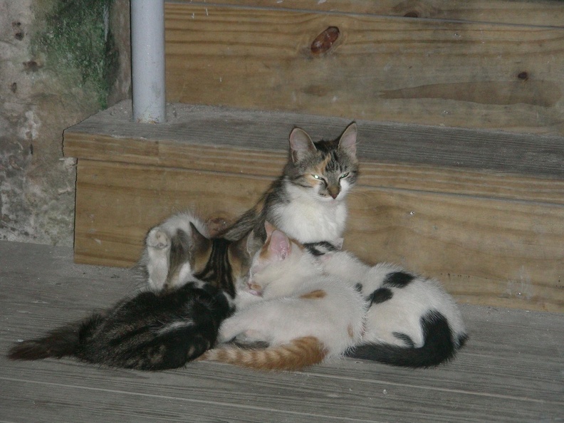 037-cats at fort.JPG
